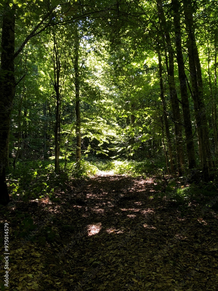 Obraz premium trees in jungle