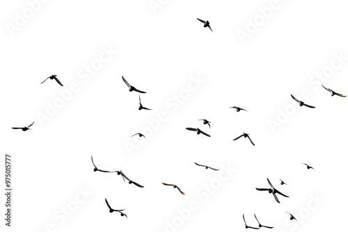 Obraz na plátne Flock of birds against grey sky.