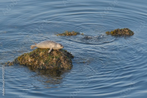 Harbor seal pup on a rock in the ocean with seaweed splayed out