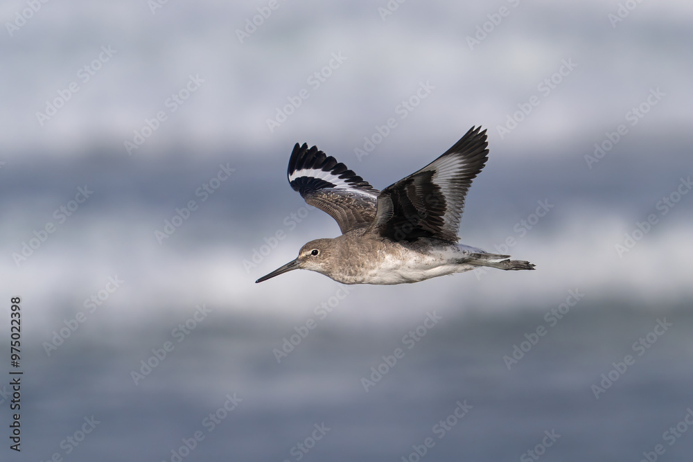 Fototapeta premium A willet flying along the beach near Morro Bay, California.