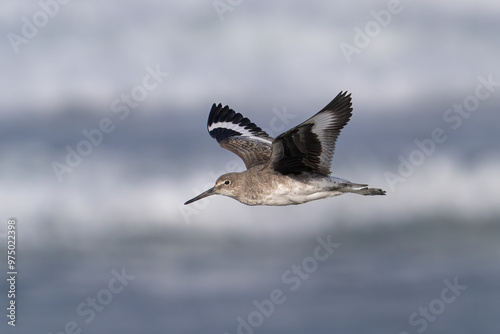 A willet flying along the beach near Morro Bay, California. photo