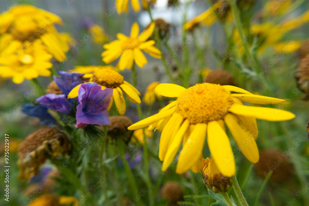 Obraz premium yellow flowers on a meadow