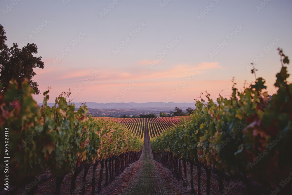 Naklejka premium A serene vineyard with a gradient sky transitioning from a soft peach at the horizon to a rich, deep purple overhead. The rows of grapevines are subtly shaded with the gradient colors, enhancing the t