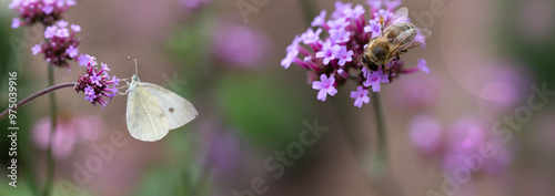 white butterfly on a verbena flower. Pollinators in a summer country garden, background