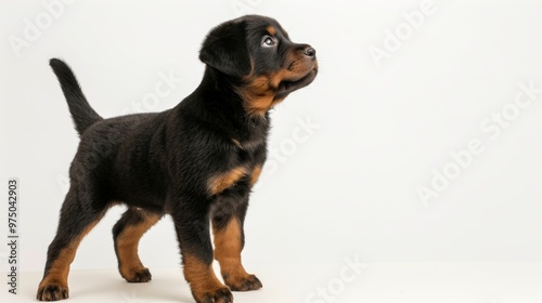 a confident Rottweiler puppy standing tall