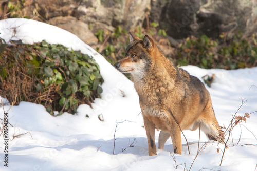 European Wolf (Canis lupus) standing in the snow in a forest