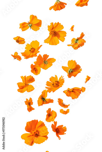 falling orange marigold leaves isolated png transparent background