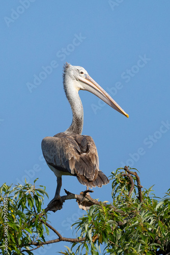 Spot Billed Pelican taking rest on natural perch