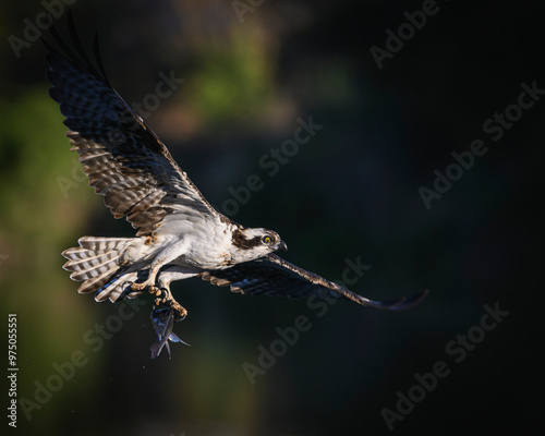 Aguila pescadora en vuelo con pesca reciente  photo