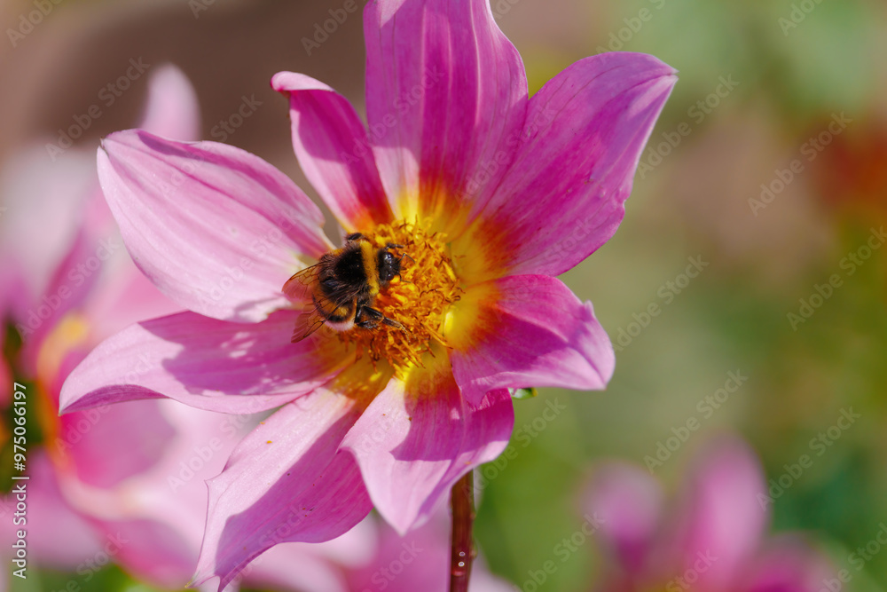 A bee is sitting on a pink flower