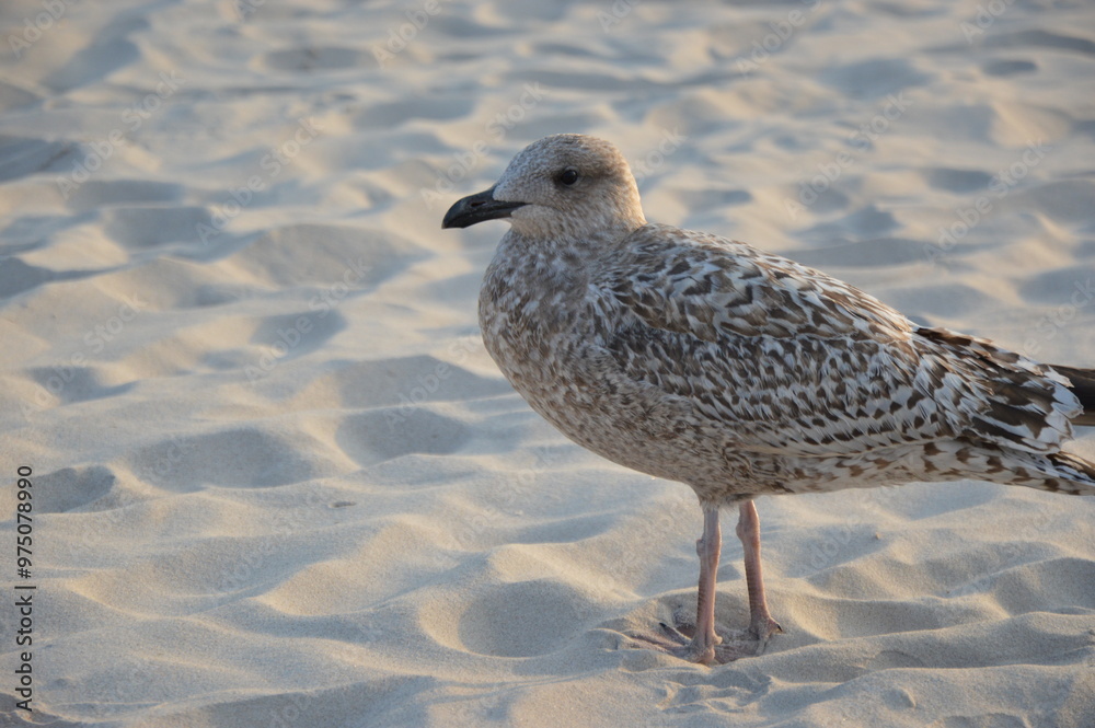 seagull seagull