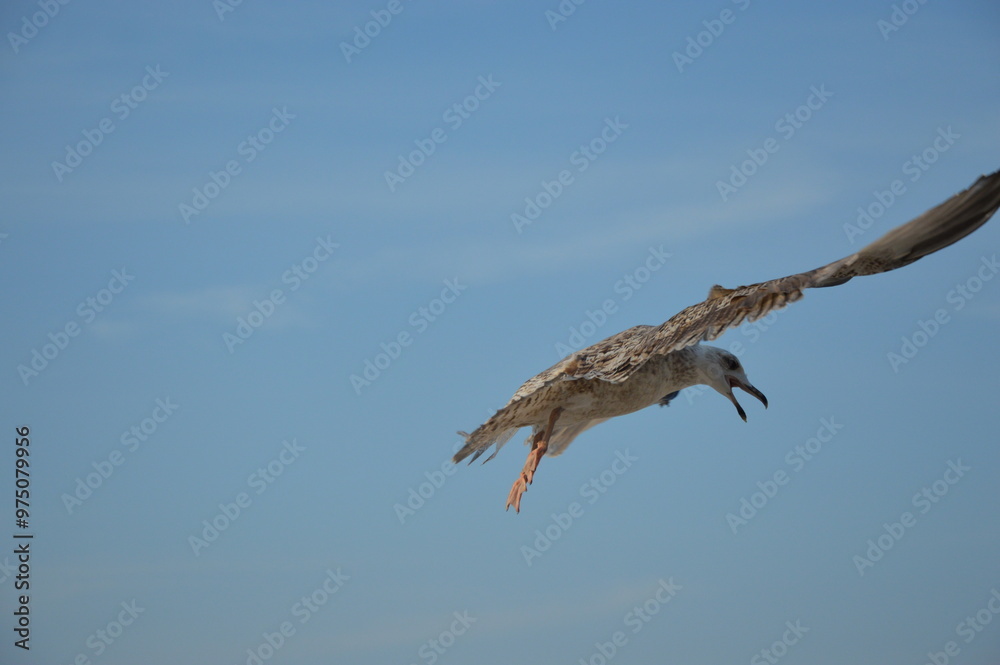 Fototapeta premium seagull 