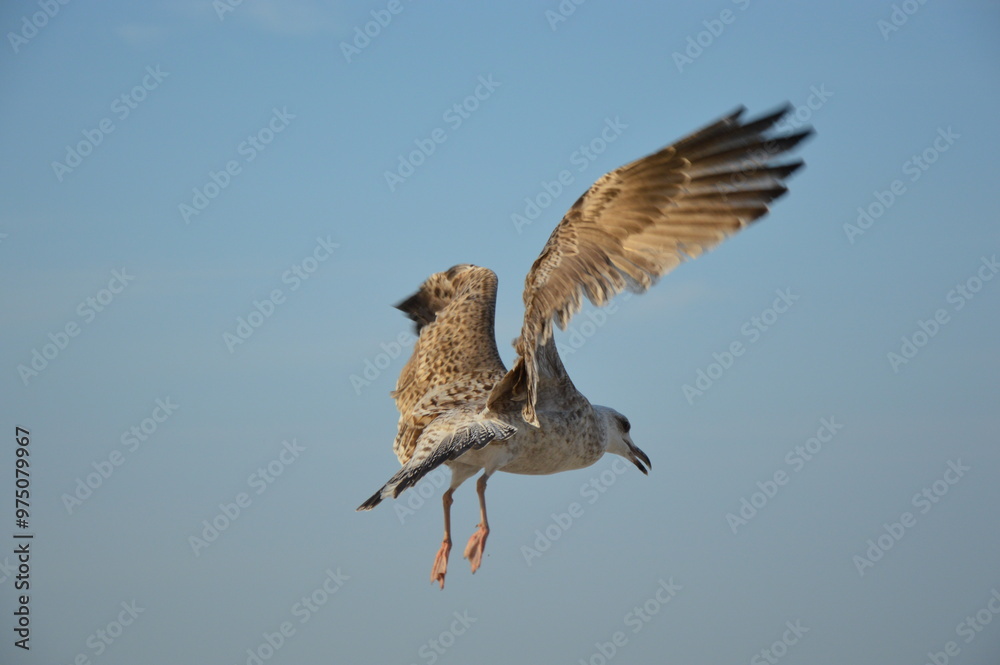 Obraz premium seagull 
