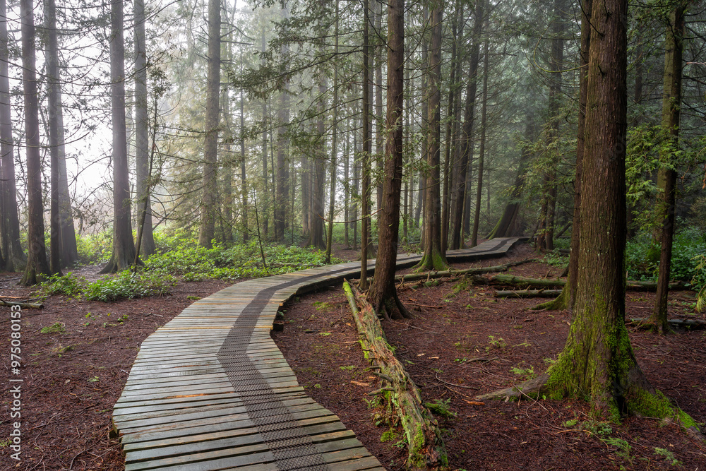 Obraz premium A wooden pathway in Burns Bog, Delta, BC, winds through a lush, misty forest
