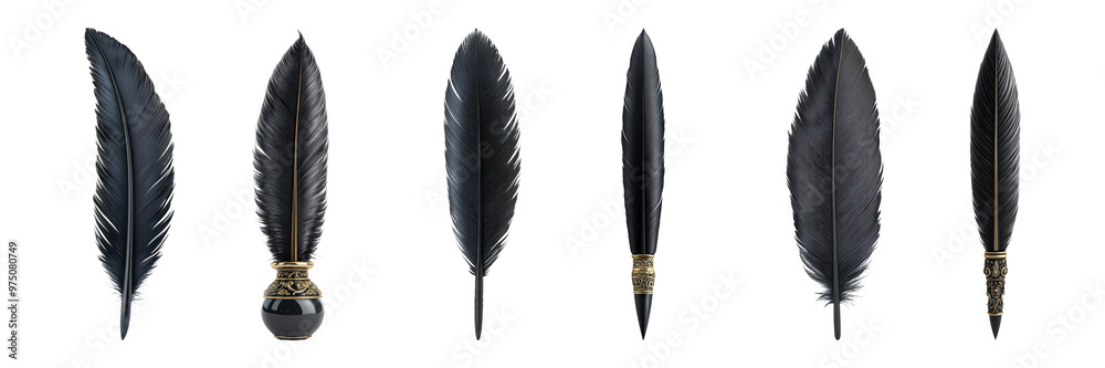 Collection of black feathers in different sizes isolated on transparent background Collection of black feathers in different sizes isolated on transparent background