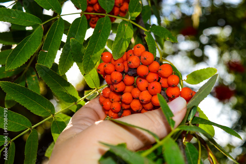 Rowan berry clusters orange berries hanging on branches in green foliage on a tree close-up photo botany plants medicinal herbs phytotherapy health benefits naturalness photo