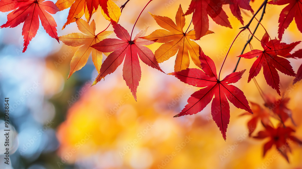 red and yellow fall leaves autumn natural 