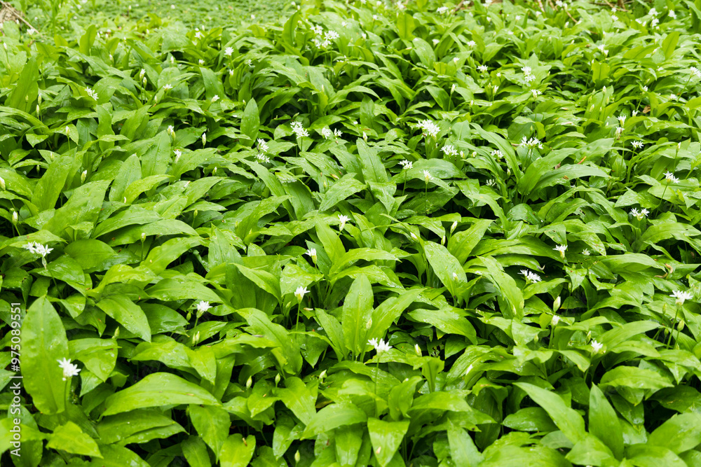 In forest naturally growing wind garlic in the forest of Bornholm island - Denmark Europe - Ramsløg In forest naturally growing wind garlic in the forest of Bornholm island - Denmark Europe - Ramsløg