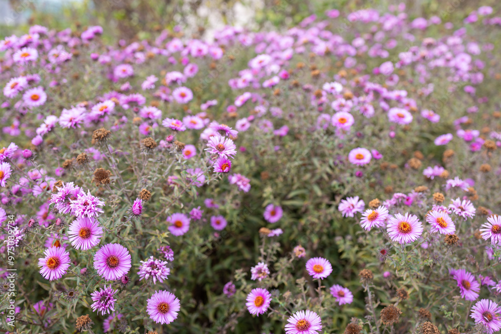 Beautiful Garden of Blooming Purple Flowers in Autumn, Capturing Nature's Colorful Charm Beautiful Garden of Blooming Purple Flowers in Autumn, Capturing Nature's Colorful Charm