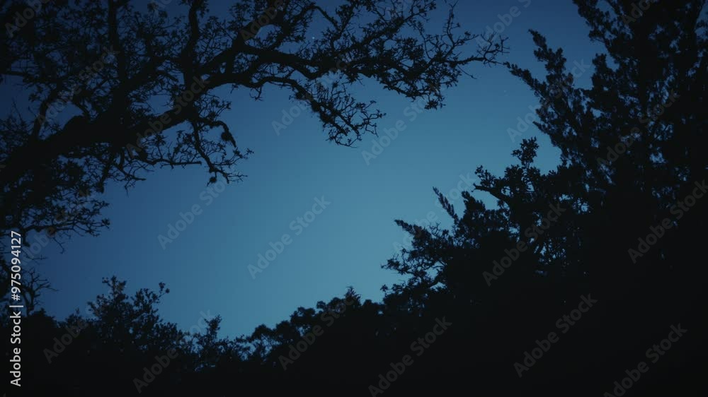 Silhouetted trees and branches framing a deep blue twilight sky in a peaceful night setting Silhouetted trees and branches framing a deep blue twilight sky in a peaceful night setting