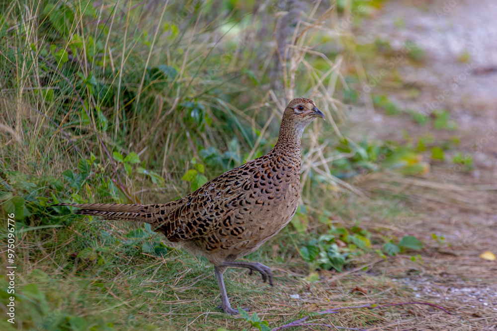 Selective focus of young common pheasant its natural habitat, Females are brown with paler scaling on the upper parts buff or cinnamon underparts with black spotting on the sides, Phasianus colchicus. Selective focus of young common pheasant its natural habitat, Females are brown with paler scaling on the upper parts buff or cinnamon underparts with black spotting on the sides, Phasianus colchicus.
