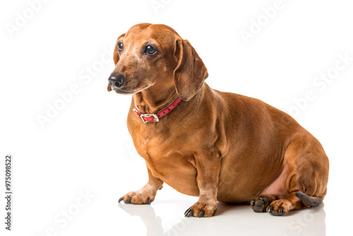 Brown Dachshund dog portrait isolated over white background