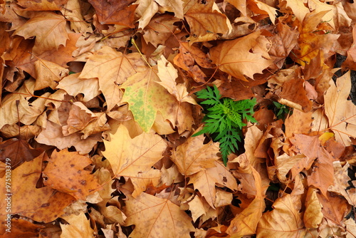 Close up of green plant among fallen dried autumn leaves covering the ground. Natural background in green and brown colors.