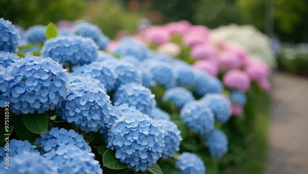 Vibrant hydrangea blooms in blue pink and white cascade along a garden path creating a colorful sea Vibrant hydrangea blooms in blue pink and white cascade along a garden path creating a colorful sea