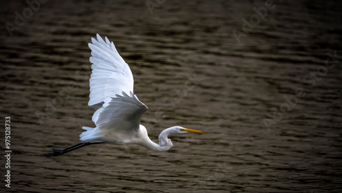 Egret  in flight