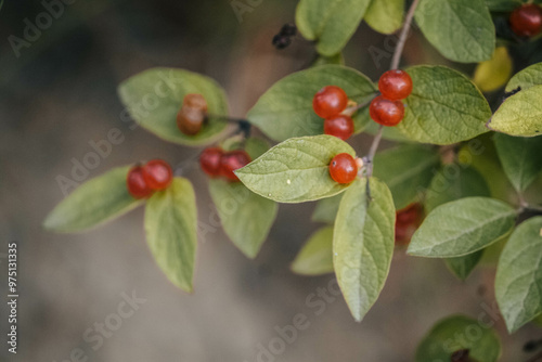 Berries on Leaves