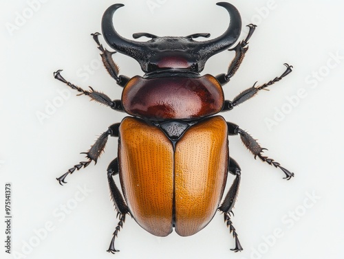 horned beetle stands out with its thick, armored body and large horns, showcasing its vibrant colors on a lush green leaf while set against a stark white background.