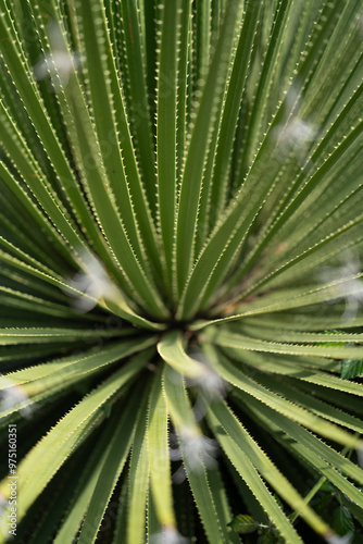 Close-Up of Dasylirion Texanum Green Sotol Cactus Succulent