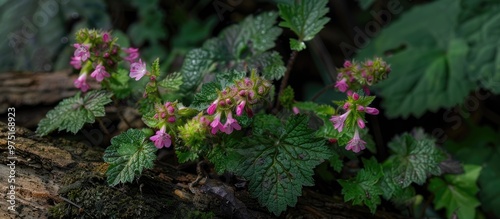 Lamium Dead Nettles Plant