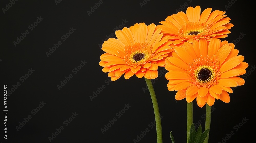 Orange Gerbera Daisies on Black Background Orange Gerbera Daisies on Black Background