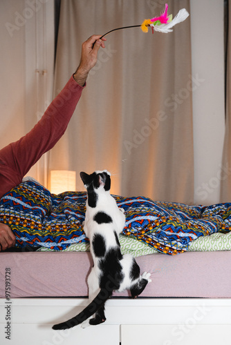 Black and White Cat Playing with Feathers