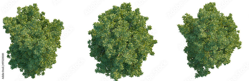 Obraz premium Michelia mediocris tree plan top view png cutout isolate