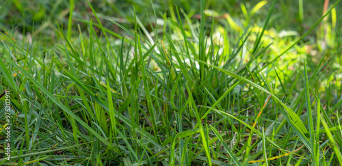 green grass for wallpaper with beautiful background fill light photo