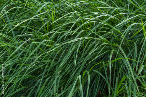 green grass for wallpaper with beautiful background fill light photo