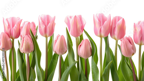 Bouquet of tulips flower frame on transparent background