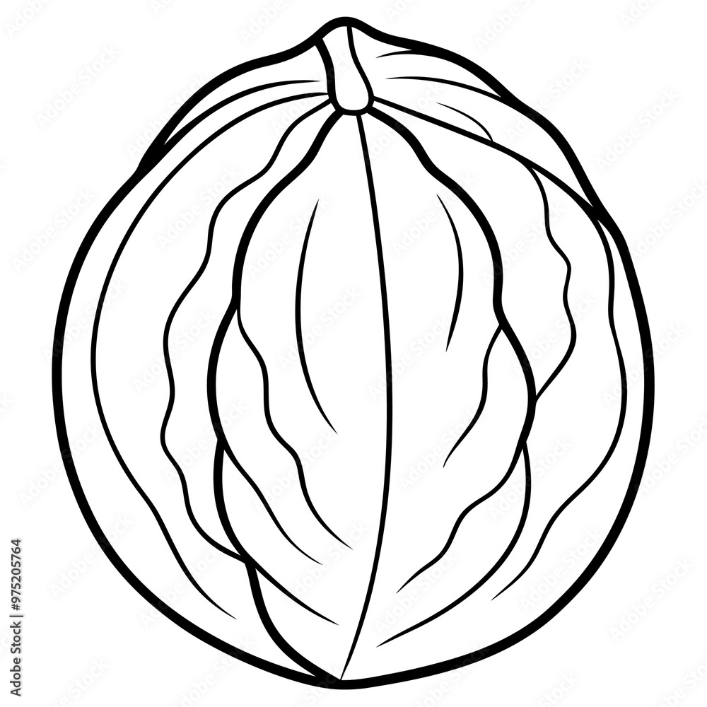 walnut outline coloring book page line art drawing walnut outline coloring book page line art drawing