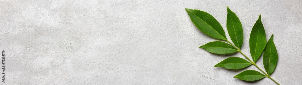 fresh green leaves on concrete background