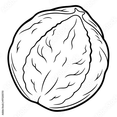 walnut outline coloring book page line art drawing