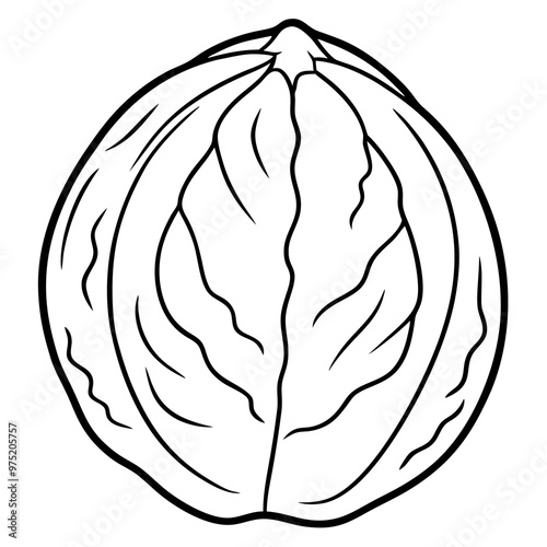 walnut outline coloring book page line art drawing