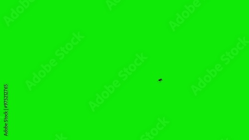 Black House Fly - Flying Around Screen Loop - Green Screen - Realistic 4K UHD 3D animation isolated on chroma key background