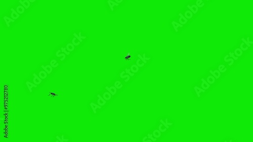 2 Black House Flies - Two Bugs - Flying Around Screen Loop - Green Screen - Realistic 4K UHD 3D animation isolated on chroma key background