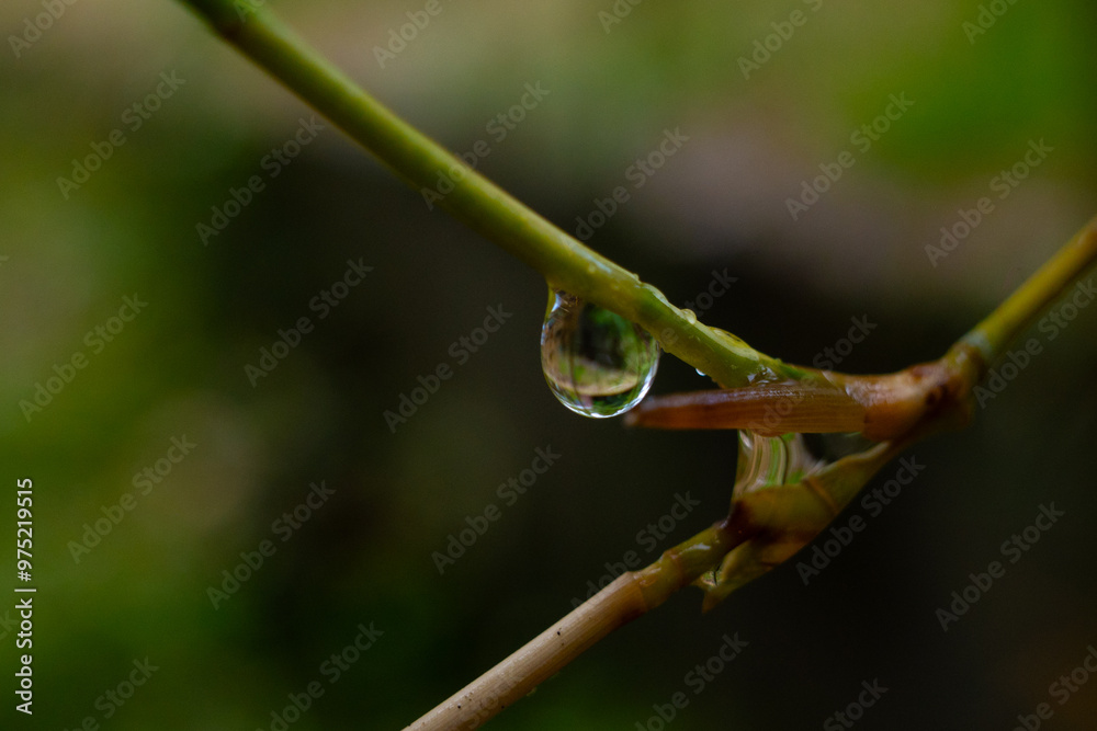 bamboo branches shoot and leaves with rain droplets in rainy season Miyagi Japan bamboo branches shoot and leaves with rain droplets in rainy season Miyagi Japan