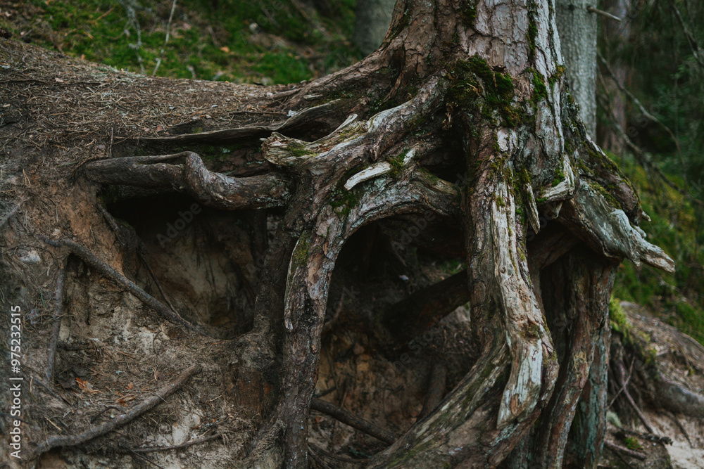 macro shooting of tree roots from underground in estonian forest macro shooting of tree roots from underground in estonian forest