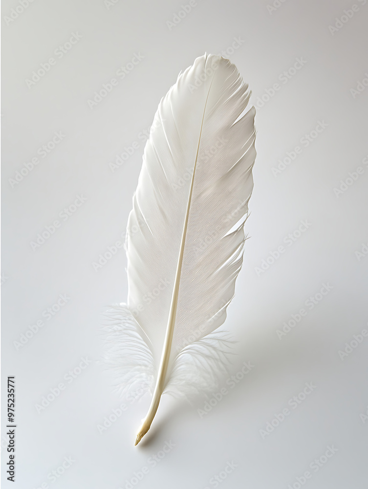 A single white feather isolated on a white background. A single white feather isolated on a white background.