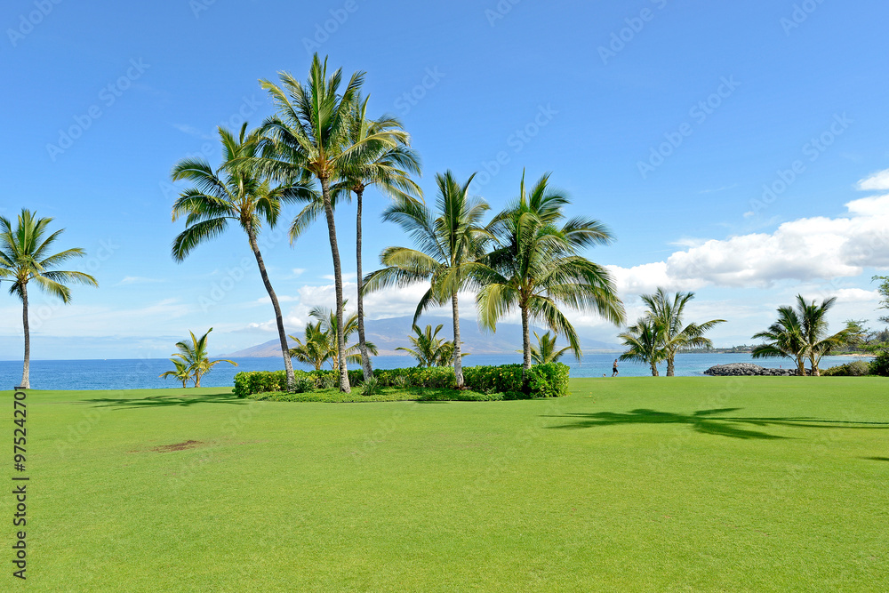 vacation, Hawaii, plants, island, flower, sun, tropical, ocean, beach, palm trees, resorts vacation, Hawaii, plants, island, flower, sun, tropical, ocean, beach, palm trees, resorts