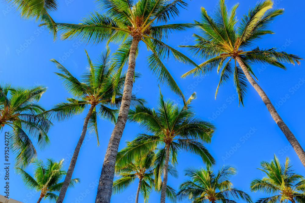 vacation, Hawaii, plants, island, flower, sun, tropical, ocean, beach, palm trees, resorts vacation, Hawaii, plants, island, flower, sun, tropical, ocean, beach, palm trees, resorts